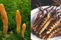 featured image thumbnail for post Cure Diabetes With The Magic of Cordyceps